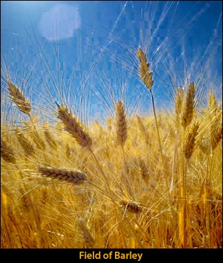 Field of Barley