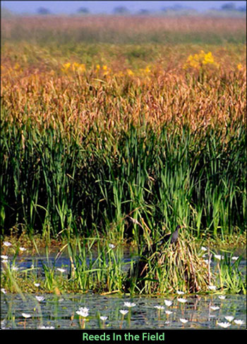 Reeds In The Field