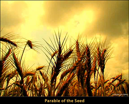 Parable of the Seed Parable of the Seed