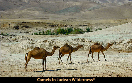 Camels In Judean Wilderness