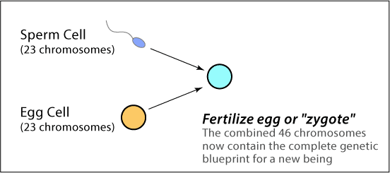 Fertilized Egg
