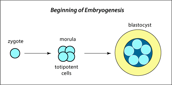 Beginning of Embryogenesis