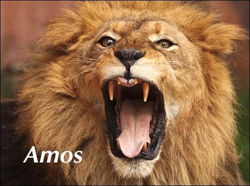 Studies In Amos