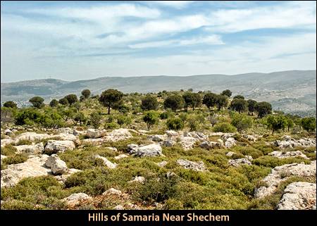 Hills of Samaria Near Shechem
