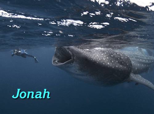 Studies in Jonah