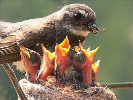 Mother Birds Feeds Her Young