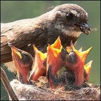 Mother Feeds Her Young