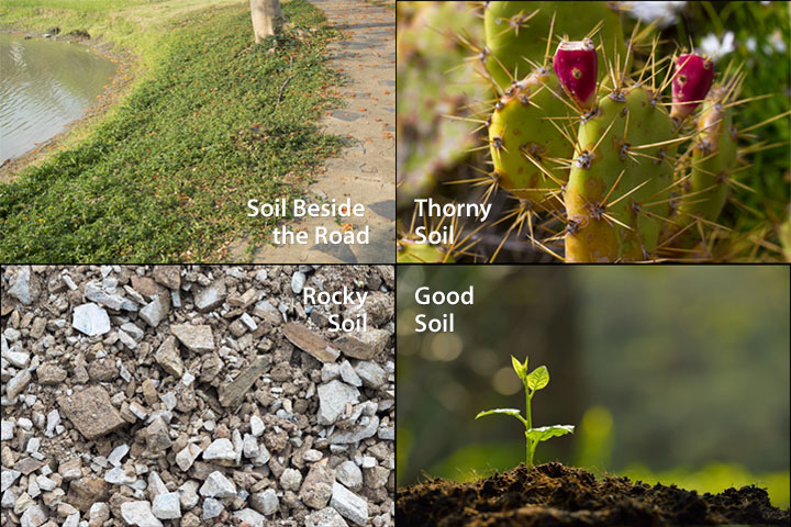 The Four Soils