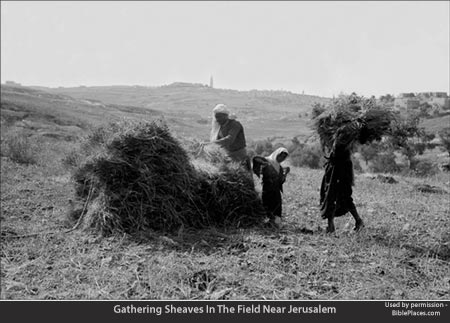 Gathering Sheaves In The Field Near Jerusalem