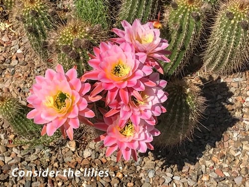 Cactus Flowers