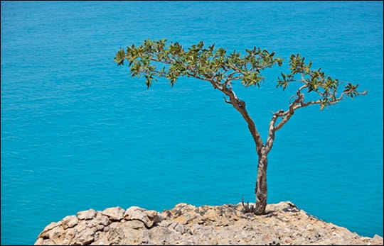 Frankincense Tree