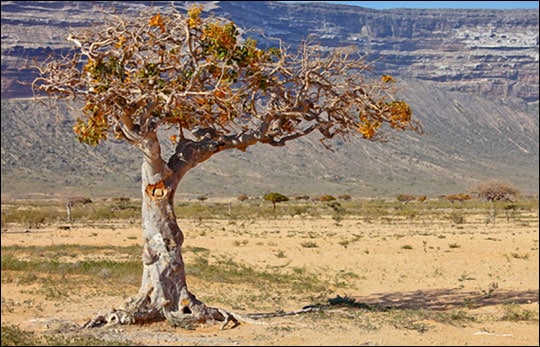árbol de mirra
