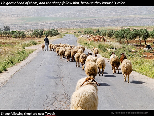 Sheep hear His voice and follow