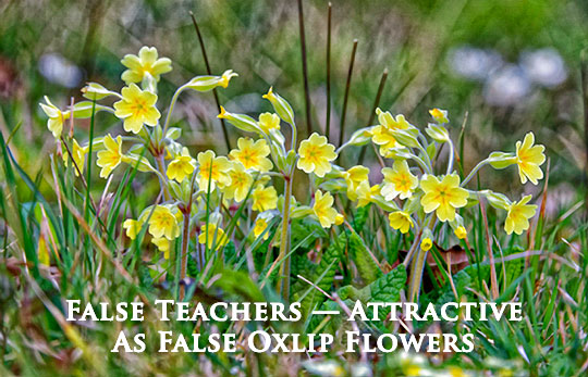 False Teachers - Attractive as False Oxlip Flowers - Header