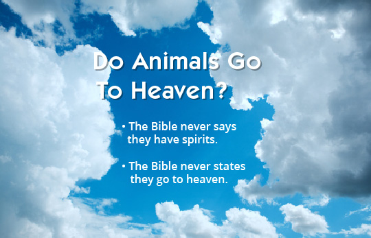 Do animals go to heaven? Do all dogs go to heaven?