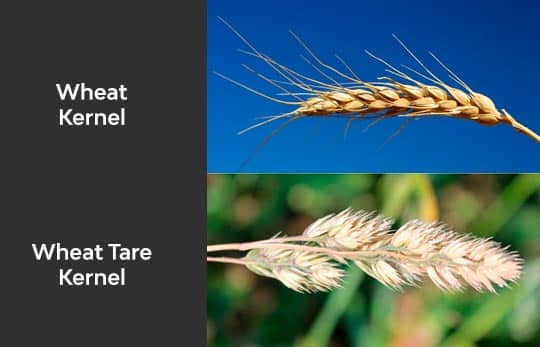 Wheat and Tare
