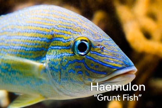 Stripe Grunt Fish Haemulon