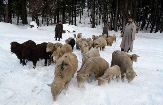 Shepherds and Sheep in the Field in December