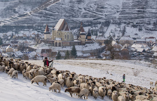 Shepherds and Sheep In. the Snow