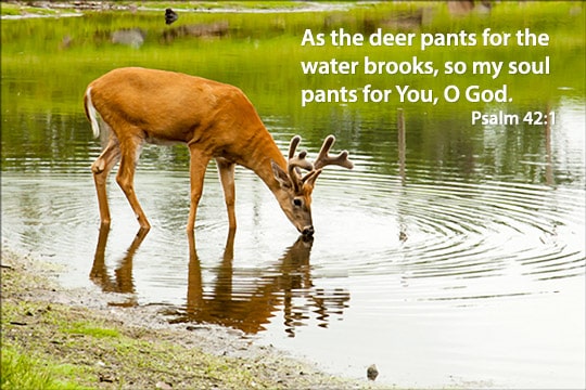 Psalm 42:1 - The Meaning Behind As The Deer Pants | Think About Such Things