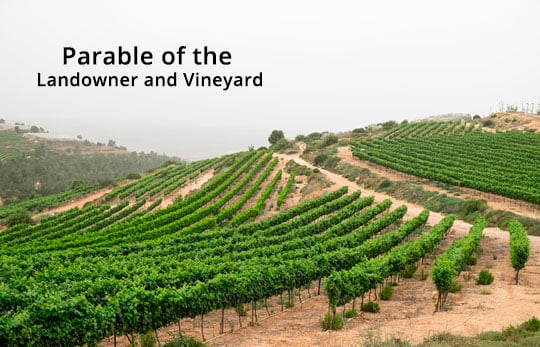 Parable Landowner Vineyard