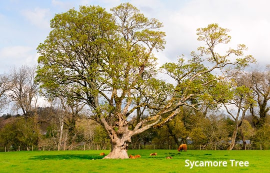 Sycamore Tree