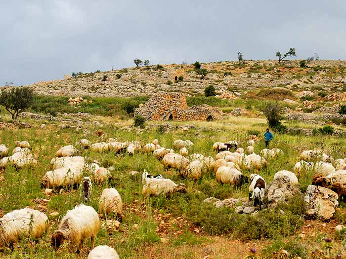 Sheep and Watchtower - Taiyibeh Ophrah