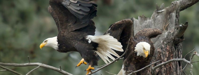 Parable of Two Great Eagles and The Vine