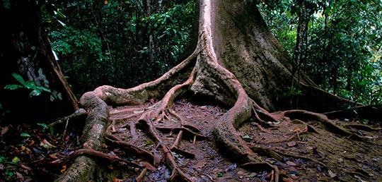 Tree of Life and The River of Life