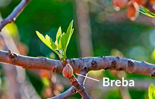 Breba Baby Fig Can Be Found In March