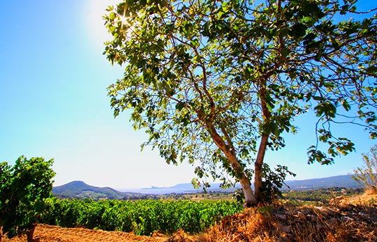 Fig Tree