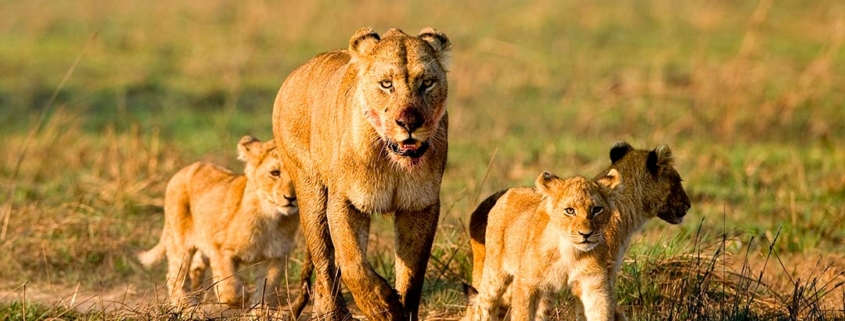 Lioness and Her Three Cubs