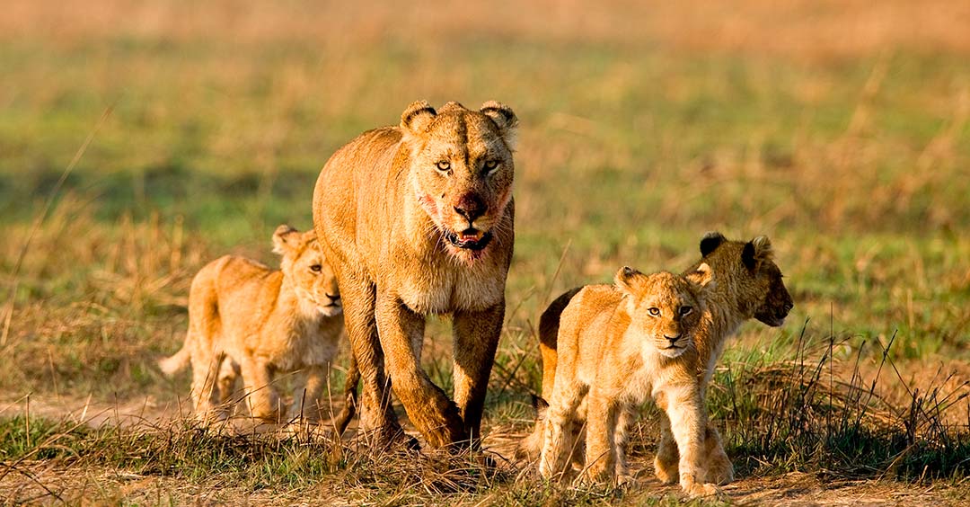 Lioness and Her Three Cubs