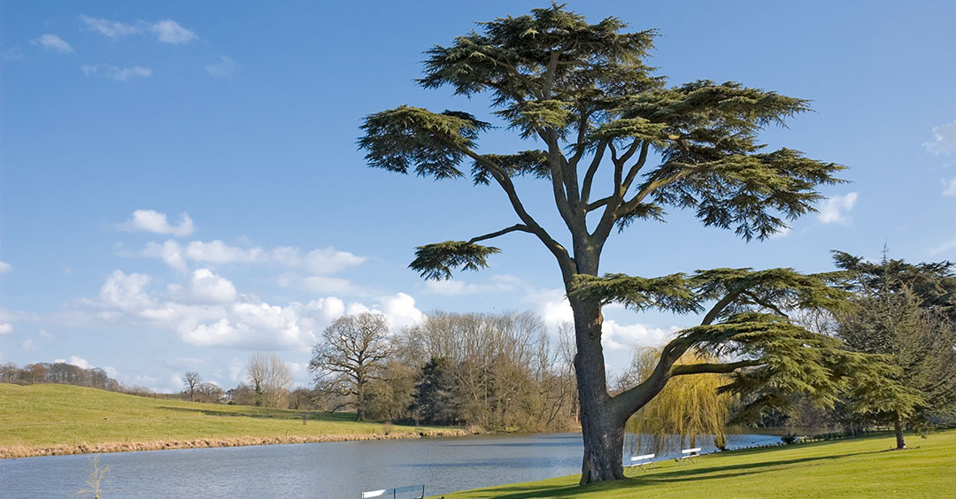 Assyria — Symbolized As a Great Cedar Tree