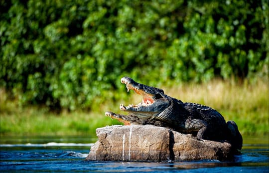 Crocodile of the Nile River