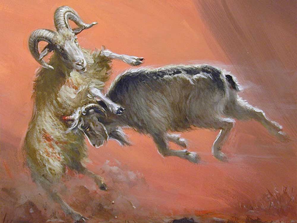 Ram Attacks the Goat