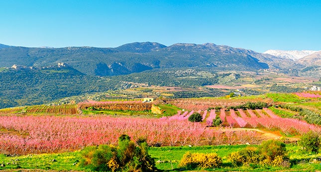 Israeli's Landscape-header Looking Toward Mount Hermon