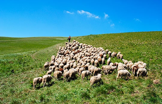 Shepherd Regathering The Sheep