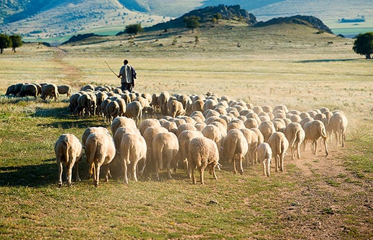 Shepherd and His Sheep