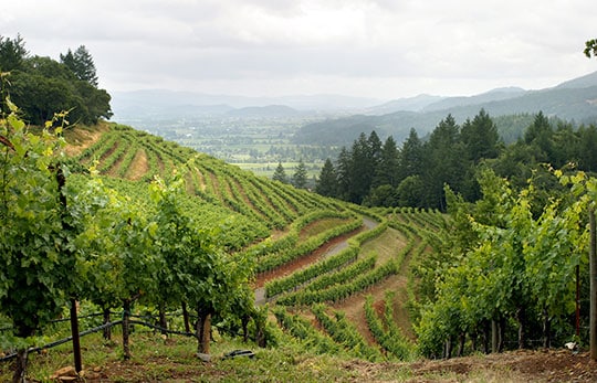 Parable of the Vineyard and Vine-Growers