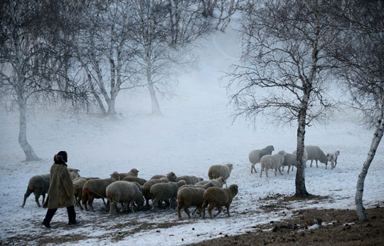 Shepherds and Sheep In the Snow at Christ's Birth
