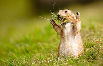 Prairie Marmot Is Alert and Watching