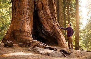 Redwood Tree Solid Toots